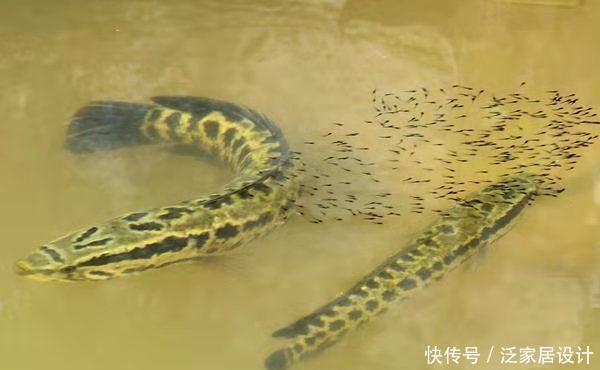 『过滤』什么观赏鱼可以在比较浑浊没有过滤的水质中饲养,而且不会死呢?