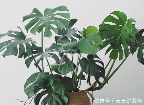 『家里』就算再没钱,家里也要摆上4种花,不仅有格调,养人旺财还镇宅