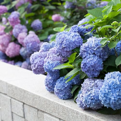  [花钱买]建议家里有空地：鲜花不再花钱买，阳台种一盆，天天采不完