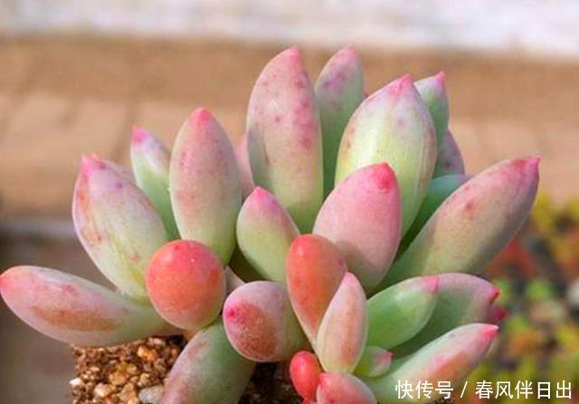  夏季■多肉里的这种“美人”，夏季也不休眠，充足光照晒出美人尖
