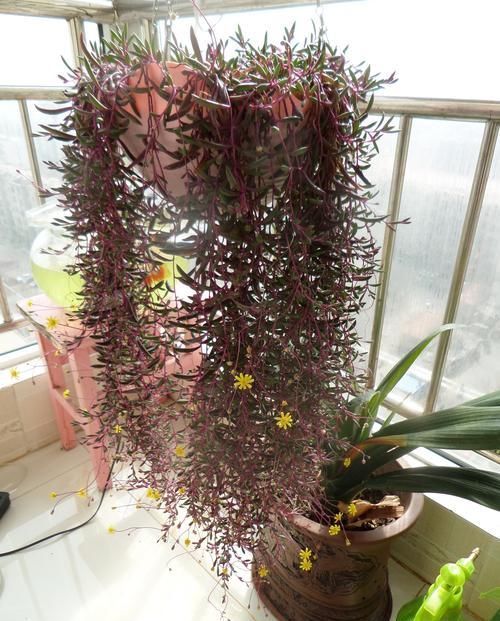  「红艳」喜欢菊花，首选“精品菊花”圆叶肿柄菊，开花红艳似火，四季开花
