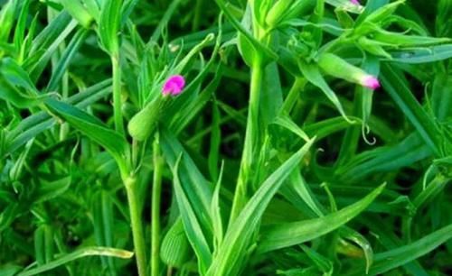  「药草」生长在麦田里的野草，是一种好的药草，遇见可以采摘回家！