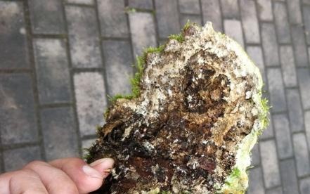 这种野生物，要善待保护，它的珍贵值得重视，在农村一般很难碰见