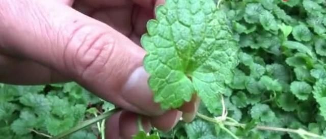  #人称#田地有一种草，农村人称“透骨风”作用大，若有见到不要