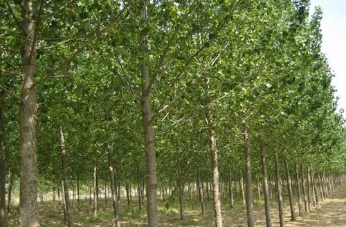  银杏|农村人都从来不敢把这种树种在院子里