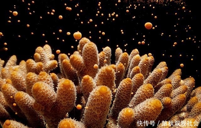 几毫米的小动物，造出长达2011公里的自然奇迹，目前面临消失命运