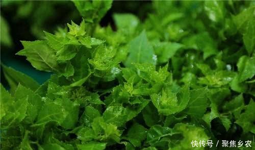 农村这种野草，炖鱼汤经常用到，功能齐全价格高达240元