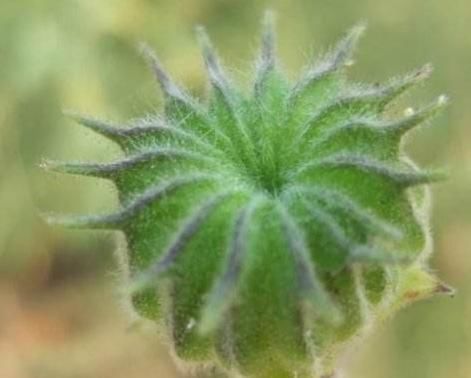 「杂草」这种植物你认识吗?看似是“杂草”,其实用途有很多!