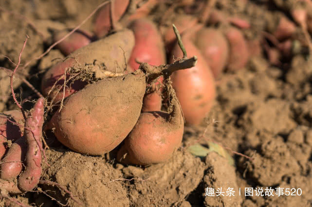  「红薯」白薯变红薯，河北山村大爷：500元买的新品种今年亏了3