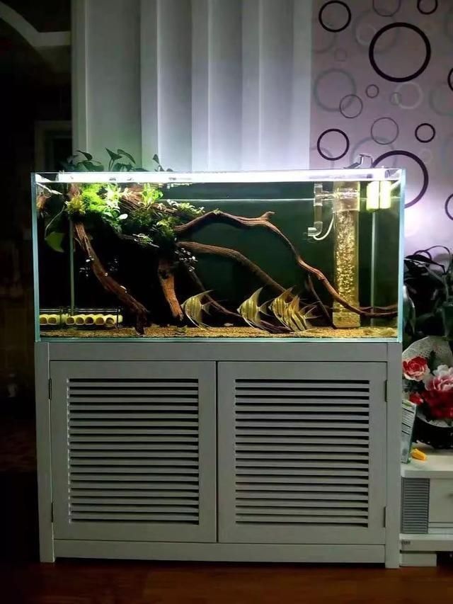  「养草」从养鱼到养草，从雨林缸到水陆缸 | 10年水族之路