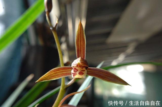 此兰花春节时开花，花期几个月，香气四溢，种植容易，适合新手养