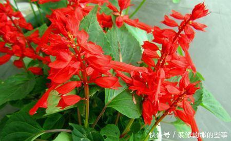 「不用」家庭盆栽选“4种花”,花色绚丽,花期长,不用费心就能开