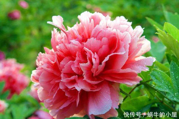 『漂亮』适合夏天养的花卉,枝繁叶茂开花爆盆,花大色艳花期长,漂亮极了
