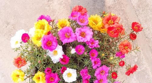  『不停』用好掐字诀，太阳花持续爆满盆，花开不停