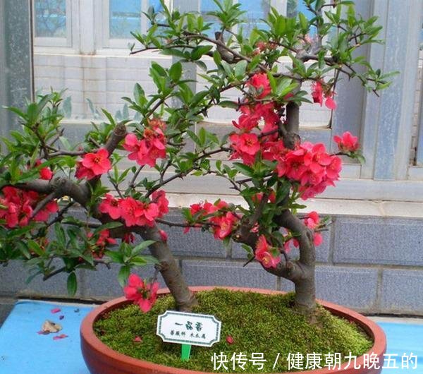  『家里』春天就养此花，耐寒抗热易爆盆，放在家里吸废气，呵护家人健康