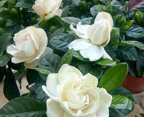  开爆@栀子花最爱喝这种水,2周浇一次,浇完叶子绿油油,开花开爆盆