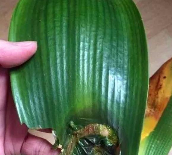  「植物」有3种植物，很多人喜欢养，但夏天别让它淋雨，容易出问题养不好