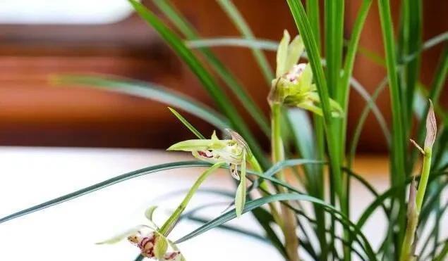 泡水|兰花不爱发新苗?用它泡水浇,新苗至少多“1倍”,根壮花满盆