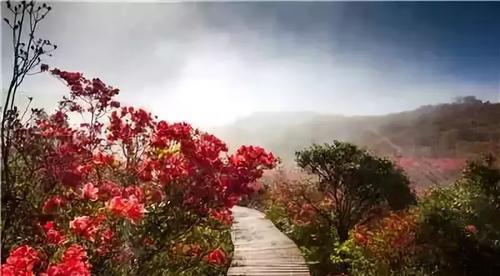 2019长沙最新旅游攻略，2019长沙最佳赏花时间表来了！