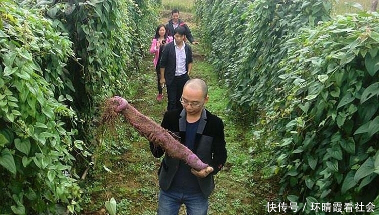  #作物#农村一种作物，别人竖着种而他是横着种，现每亩收入超过1