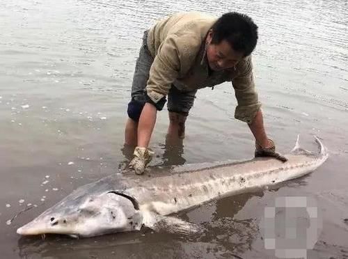  「中华鲟」这种鱼又称“长江鱼王”，如今长江中已看不见，近日