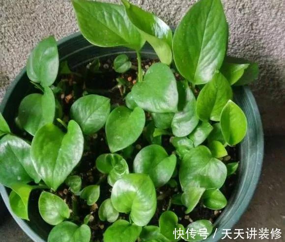  『绿萝』养花技巧：春天赶紧扦插绿萝，扯根枝插3盆，5种方法个个好活！