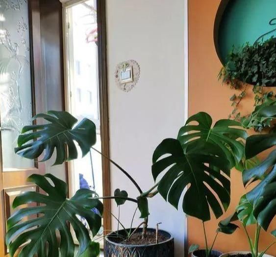  富贵@客厅就养这3种花，富贵大气颜值高，你家有吗？