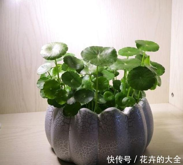 夏季养花|夏季如何养好铜钱草?教你几招,可使叶片又大又圆、肥厚油绿