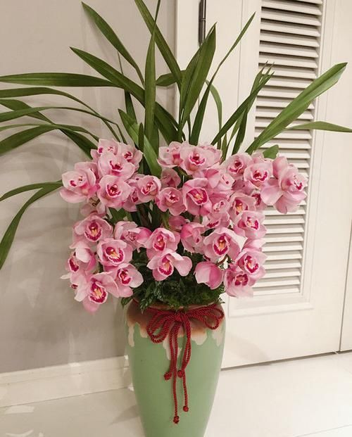  专属：居家养此款花，好养易成活，轻轻松松养爆盆，打造专属阳台花园