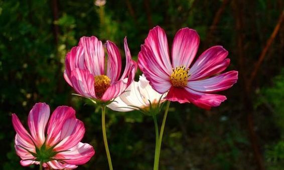  「越养越」夏天养花，3种花不能少，好养易活花量大，开花漂亮花期长，越养越喜欢