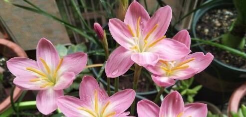  『花草』这3种花，就喜欢淋雨，越淋雨长得越快，叶子窜满盆，开花多！