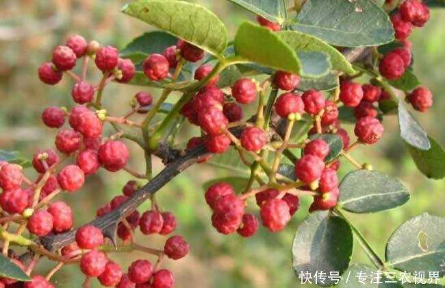 丰产期长达20年，1斤9元，亩产2000斤，这样的种植项目可信吗