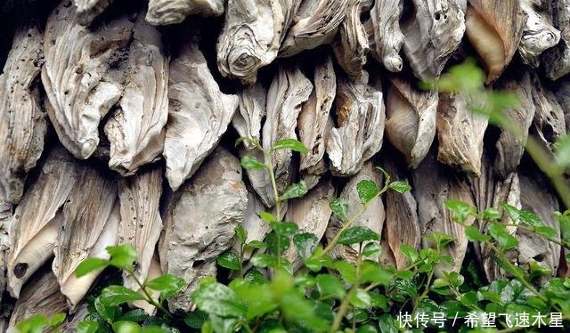 广州有间800年前“豪宅”,用黄泥红糖粘蚝壳作墙,里面冬暖夏凉