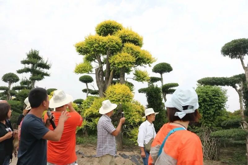 庭院深深，中式庭院 · 怡然自得