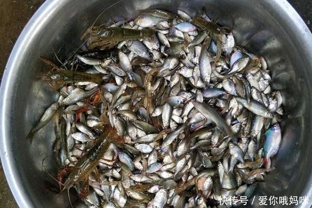  【笼子里面】用笼子在鱼塘中抓鱼，三个笼子里全是鱼，抓鱼比钓鱼轻松多了！