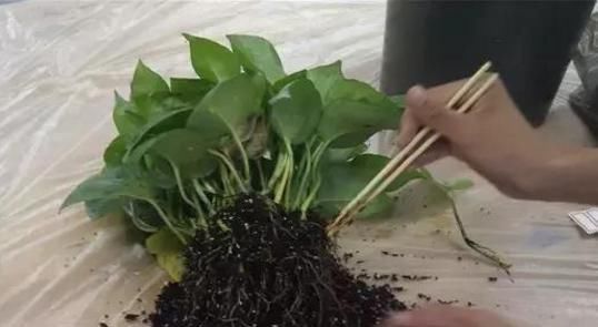  #栀子花#养了2年的栀子花，一换盆就死了，问题不在花身上，在你身上