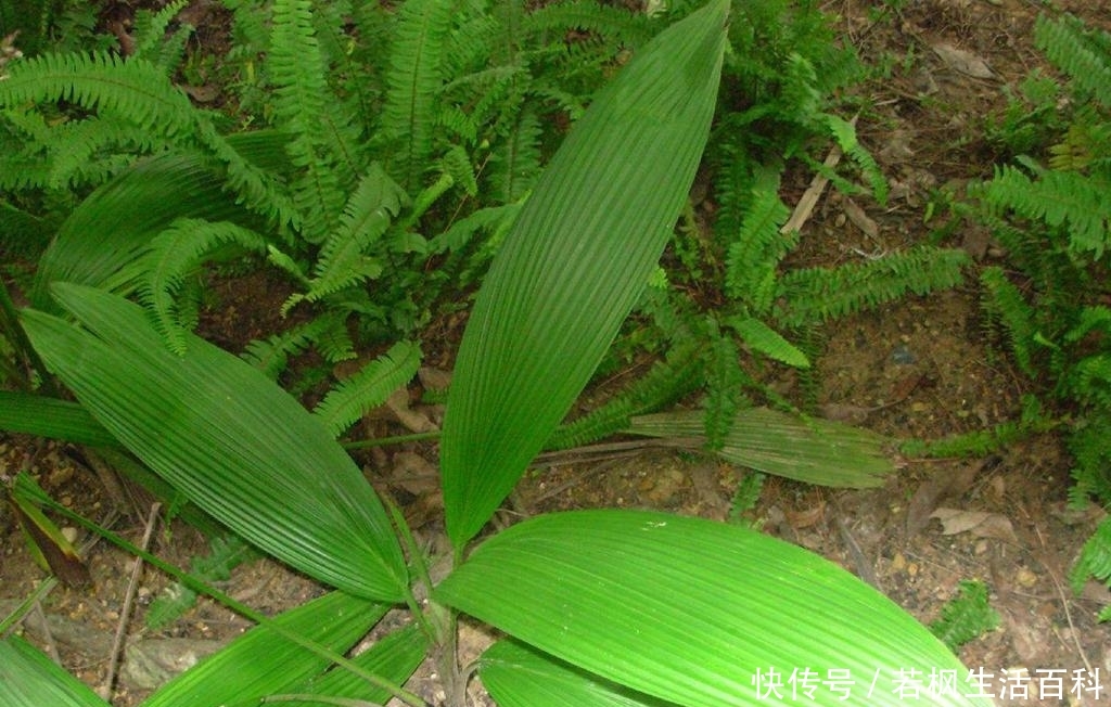 山里一种似竹叶的野草，民间俗称“土人参”，炖肉吃对男人有好处