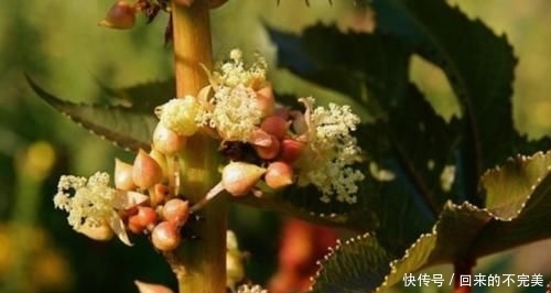  蓖麻：以前一斤十几块的“蓖麻”，农村到处种，为什么如今没人