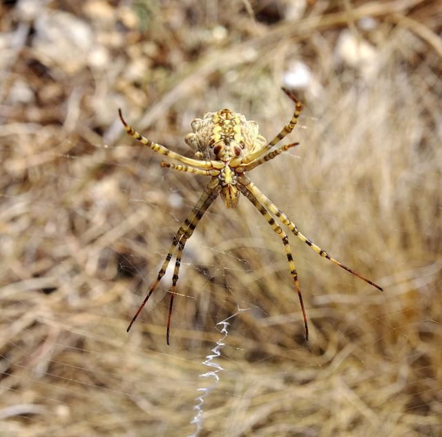  四喜■老话“门前出现四喜，家中能人辈出”有没有道理？四喜是