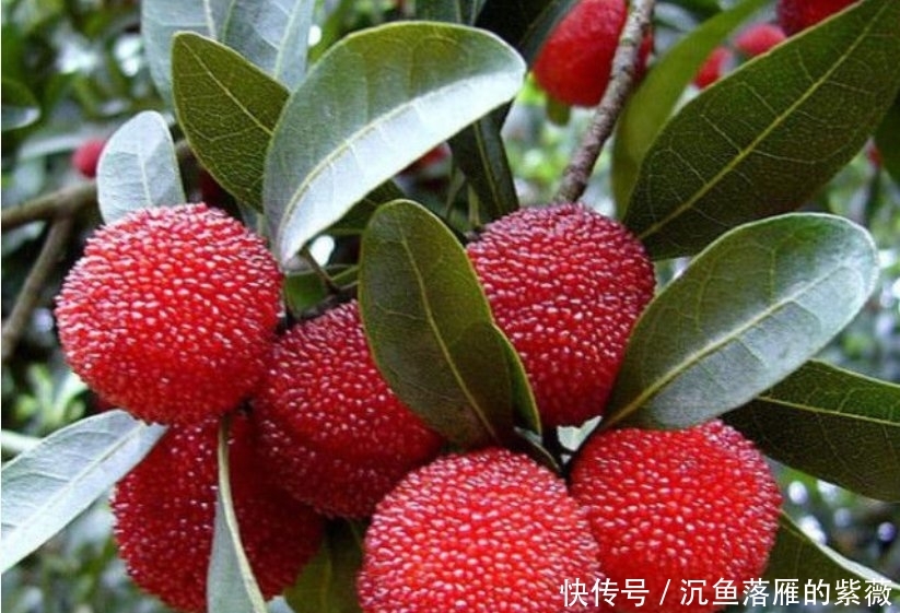  杨梅■想吃“杨梅”？?在家种1棵，红彤彤的果子挂满树，全家人都够吃