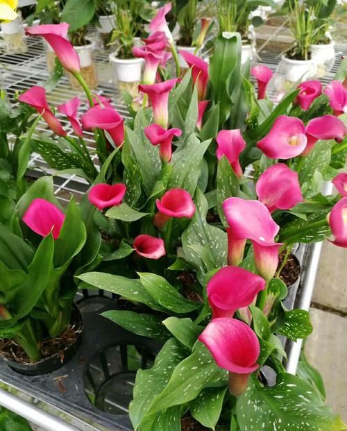  「扑鼻」4种花香扑鼻的花朵，比香水还香，耐看好养，芳香四溢，清香怡人