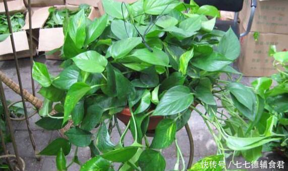 「天向它的叶」这“5种”花,秋天多多喂点“水”,生长呈现“爆发”式,忒旺了