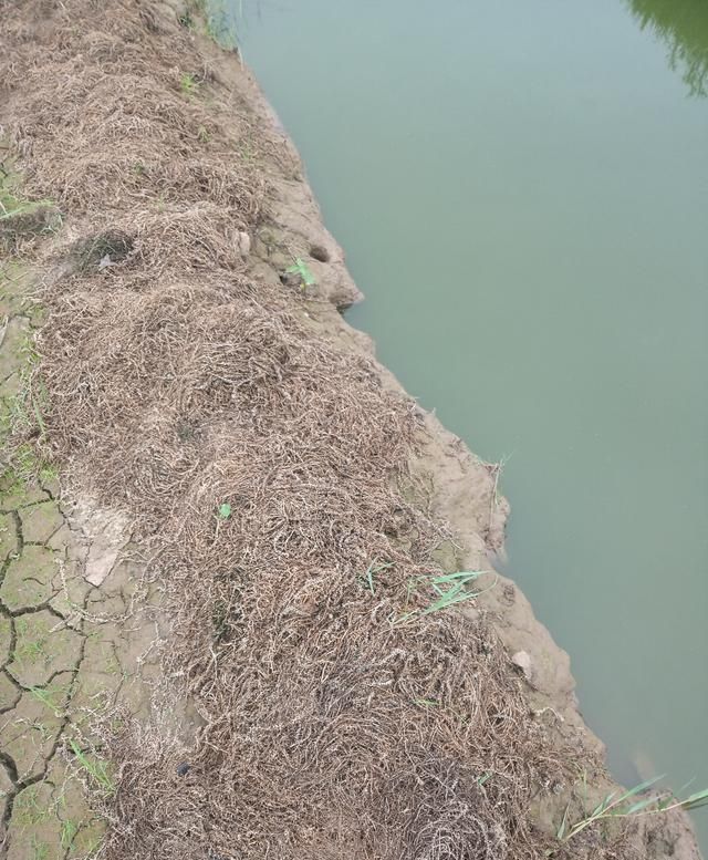  『养殖户』老塘口小龙虾虾苗的密度怎么把控和治疗？这里给大家提供两种方法