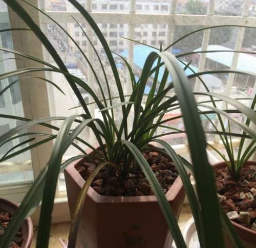  「错过」兰花退草还是兰花茎腐病？只需两个绝招，没判断错过