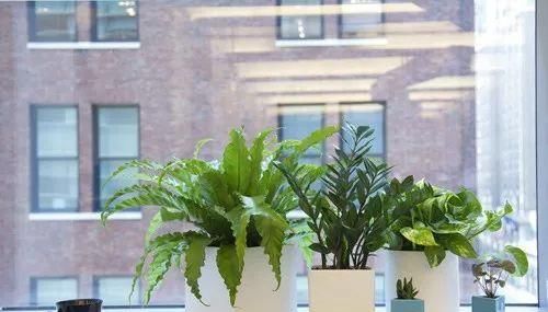  『精致』极其耐阴的几种观赏植物，养成桌面上的精致盆栽