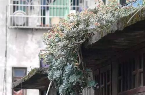  种多肉植物：多年前，这种“多肉”在农村“成灾”，皮实爆盆快，是麻雀的最爱