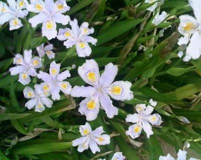  『荫蔽』扁竹根，别名蝴蝶花，生于较荫蔽而湿润的草地，花淡紫色或蓝紫色