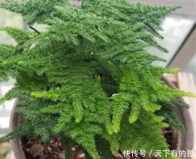 得摸|文竹不能总“苦养”,这4个“窍门”得摸通,才能绿油油、叶不黄