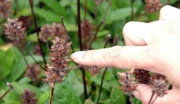  「酷似」路边这野草，开花酷似棒槌，人称“清肝圣手”，一到夏天就枯萎