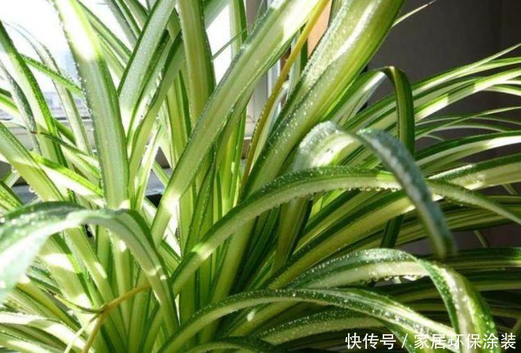 「家里」聪明人都养4种花,养在家里郁郁葱葱,叶色亮绿、生机勃勃